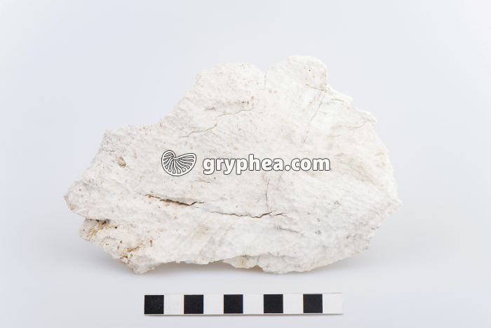 Gypse (Col du Galibier) - gryphea.org